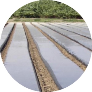 Plástico negro para siembra - Plásticos y PVC de Agricultura