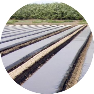 Plástico negro para siembra - Plásticos y PVC de Agricultura