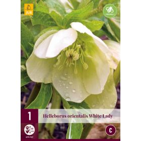Compra HELLEBORUS ORIENTALIS WHITE LADY en la tienda online Fito Agrícola