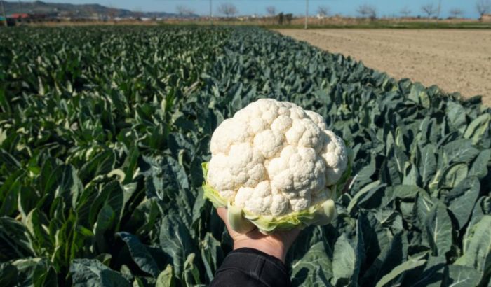 Plástico Negro Agrícola en Bobinas Pequeñas - Fitoagricola